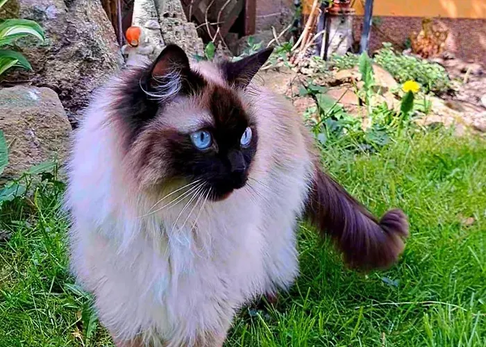 Krakowia ホームステイ *